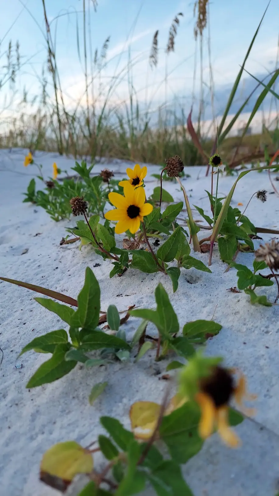 Pinellas County